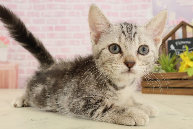 熊本県のアメリカンショートヘアー (Coo&RIKUカリーノ玉名店/2025年9月12日生まれ/女の子/シルバータビー)の子猫の2枚目の画像