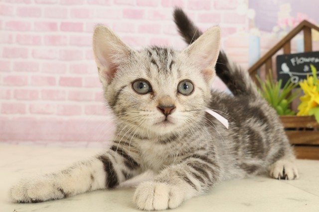 熊本県のアメリカンショートヘアー (Coo&RIKUカリーノ玉名店/2025年9月12日生まれ/女の子/シルバータビー)の子猫の3枚目の画像