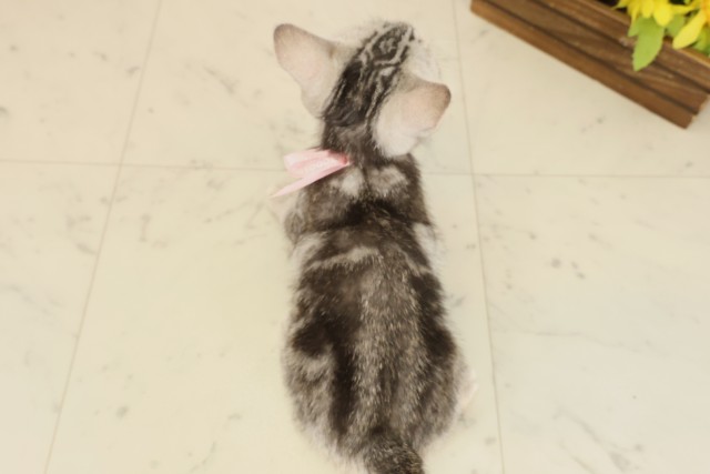 熊本県のアメリカンショートヘアー (Coo&RIKUカリーノ玉名店/2025年9月12日生まれ/女の子/シルバータビー)の子猫の4枚目の画像