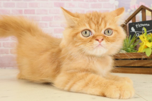 長崎県のフォールデックス (Coo&RIKU大村店/2025年8月20日生まれ/男の子/レッドタビー)の子猫の2枚目の画像