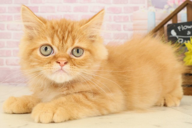 長崎県のフォールデックス (Coo&RIKU大村店/2025年8月20日生まれ/男の子/レッドタビー)の子猫の3枚目の画像