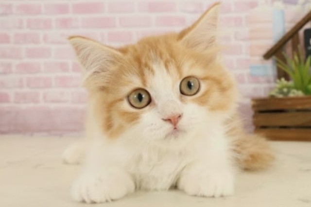 福岡県のラガマフィン (Coo&RIKU大牟田店/2025年9月1日生まれ/女の子/レッドタビーホワイト)の子猫の1枚目の画像