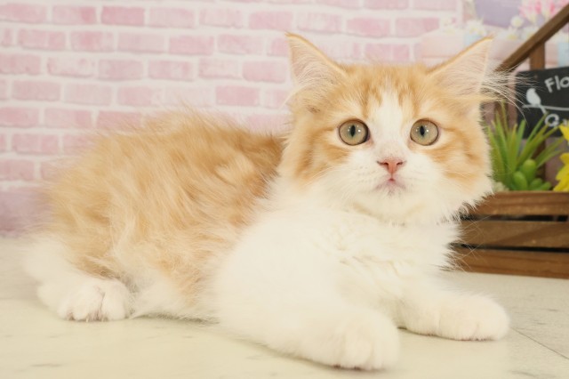 福岡県のラガマフィン (Coo&RIKU大牟田店/2025年9月1日生まれ/女の子/レッドタビーホワイト)の子猫の2枚目の画像