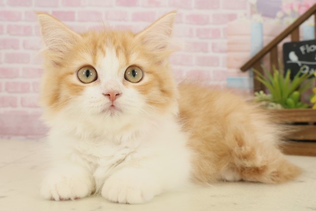 福岡県のラガマフィン (Coo&RIKU大牟田店/2025年9月1日生まれ/女の子/レッドタビーホワイト)の子猫の3枚目の画像