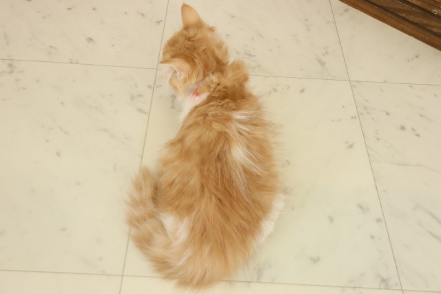 福岡県のラガマフィン (Coo&RIKU大牟田店/2025年9月1日生まれ/女の子/レッドタビーホワイト)の子猫の4枚目の画像