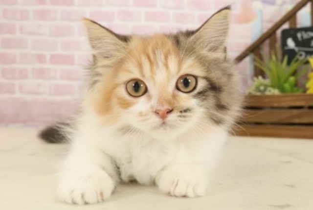 長崎県のラガマフィン (Coo&RIKU大村店/2025年9月1日生まれ/女の子/キャリコ)の子猫の1枚目の画像