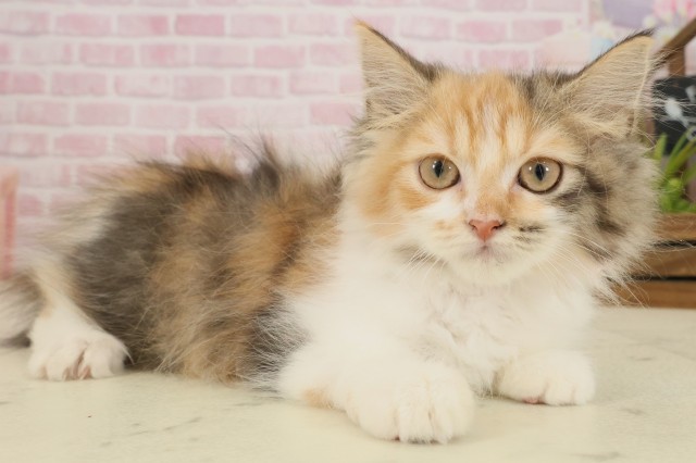 長崎県のラガマフィン (Coo&RIKU大村店/2025年9月1日生まれ/女の子/キャリコ)の子猫の2枚目の画像