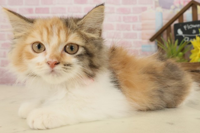 長崎県のラガマフィン (Coo&RIKU大村店/2025年9月1日生まれ/女の子/キャリコ)の子猫の3枚目の画像