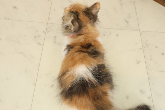 長崎県のラガマフィン (Coo&RIKU大村店/2025年9月1日生まれ/女の子/キャリコ)の子猫の4枚目の画像