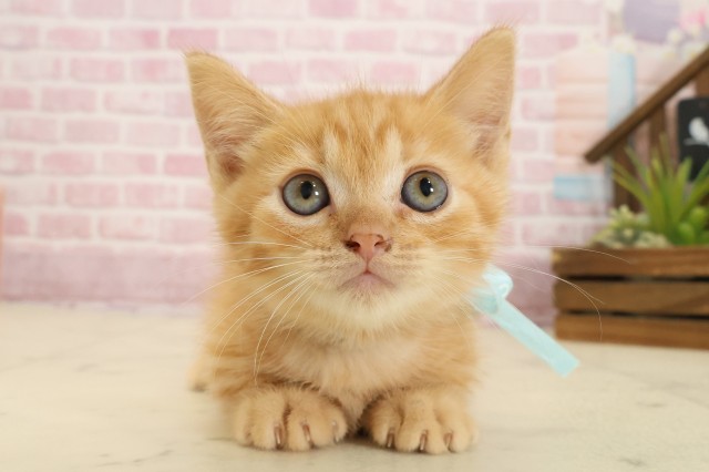 山口県のミヌエット (Coo&RIKUサンパークあじす店/2025年9月26日生まれ/男の子/レッドタビー)の子猫の1枚目の画像