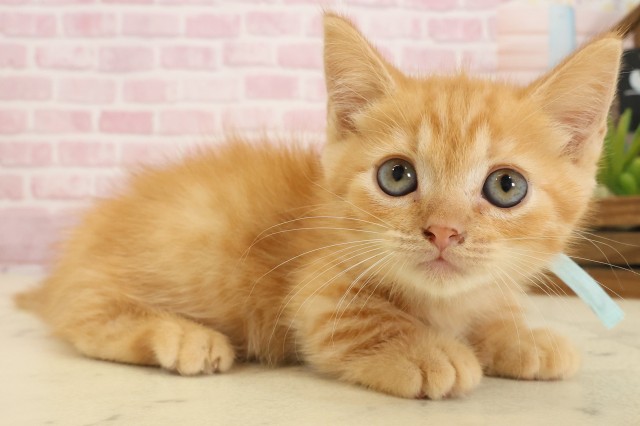 山口県のミヌエット (Coo&RIKUサンパークあじす店/2025年9月26日生まれ/男の子/レッドタビー)の子猫の2枚目の画像