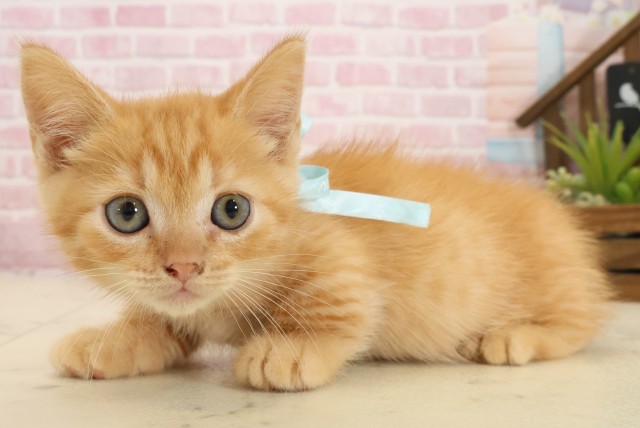 山口県のミヌエット (Coo&RIKUサンパークあじす店/2025年9月26日生まれ/男の子/レッドタビー)の子猫の3枚目の画像