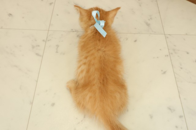 山口県のミヌエット (Coo&RIKUサンパークあじす店/2025年9月26日生まれ/男の子/レッドタビー)の子猫の4枚目の画像