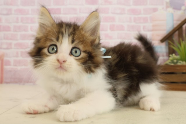 高知県のサイベリアン (Coo&RIKU高知御座店/2025年9月23日生まれ/男の子/ブラウンタビーホワイト)の子猫の3枚目の画像