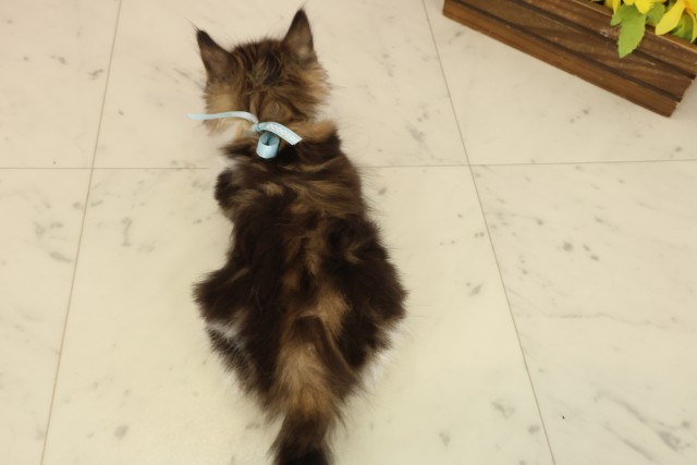 高知県のサイベリアン (Coo&RIKU高知御座店/2025年9月23日生まれ/男の子/ブラウンタビーホワイト)の子猫の4枚目の画像