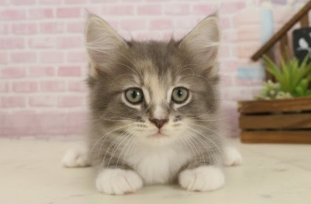 愛媛県のサイベリアン (Coo&RIKU愛媛松山店/2025年9月23日生まれ/女の子/ブルーパッチドタビーホワイト)の子猫の1枚目の画像
