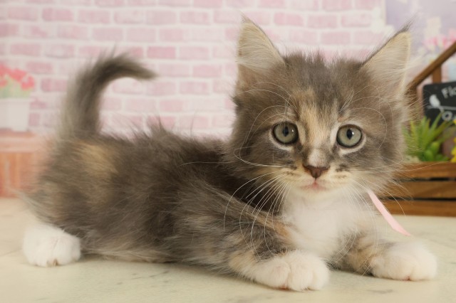 愛媛県のサイベリアン (Coo&RIKU愛媛松山店/2025年9月23日生まれ/女の子/ブルーパッチドタビーホワイト)の子猫の2枚目の画像