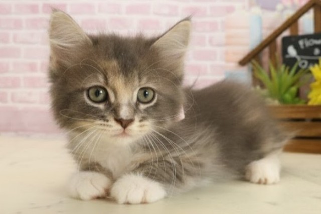 愛媛県のサイベリアン (Coo&RIKU愛媛松山店/2025年9月23日生まれ/女の子/ブルーパッチドタビーホワイト)の子猫の3枚目の画像