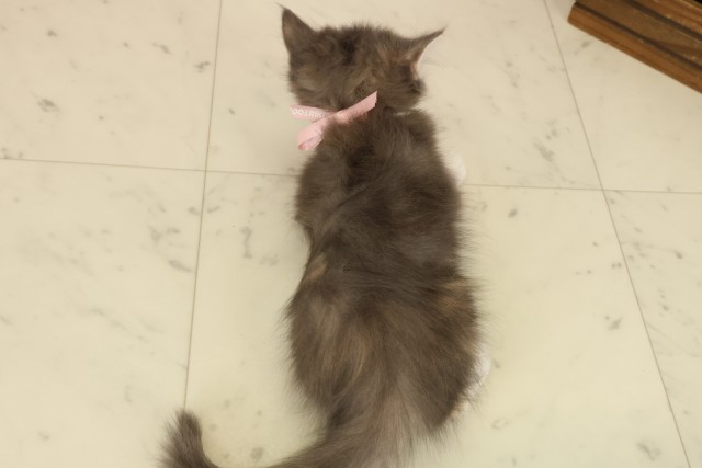 愛媛県のサイベリアン (Coo&RIKU愛媛松山店/2025年9月23日生まれ/女の子/ブルーパッチドタビーホワイト)の子猫の4枚目の画像