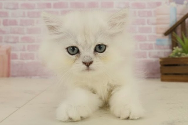 福岡県のペルシャ (Coo&RIKU福岡西店/2025年9月22日生まれ/女の子/チンチラシルバー)の子猫の1枚目の画像