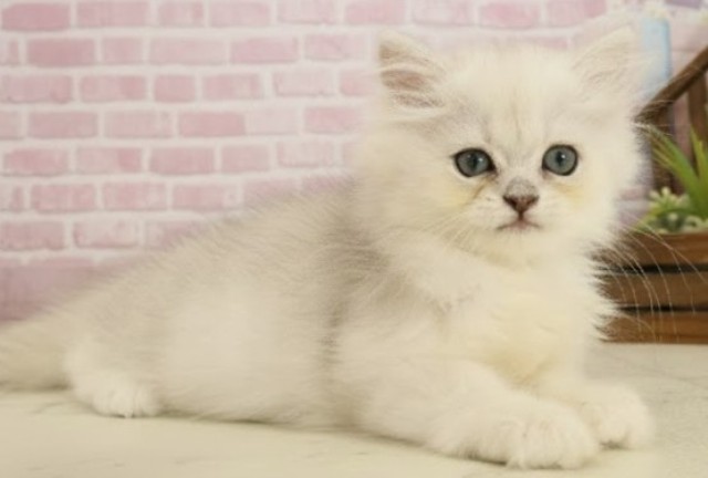 福岡県のペルシャ (Coo&RIKU福岡西店/2025年9月22日生まれ/女の子/チンチラシルバー)の子猫の2枚目の画像