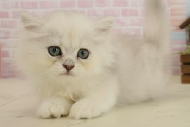 福岡県のペルシャ (Coo&RIKU福岡西店/2025年9月22日生まれ/女の子/チンチラシルバー)の子猫の3枚目の画像