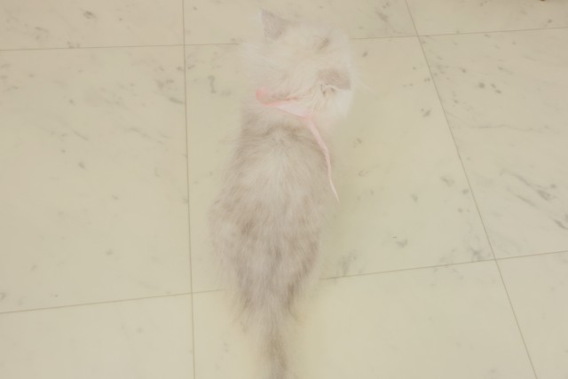 福岡県のペルシャ (Coo&RIKU福岡西店/2025年9月22日生まれ/女の子/チンチラシルバー)の子猫の4枚目の画像