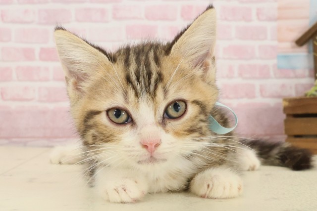 香川県のミヌエット (Coo&RIKU高松上福岡店/2025年9月10日生まれ/男の子/ブラウンタビーホワイト)の子猫の1枚目の画像