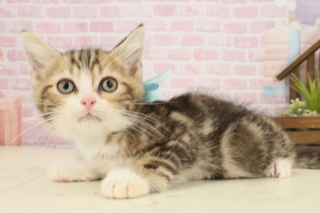 香川県のミヌエット (Coo&RIKU高松上福岡店/2025年9月10日生まれ/男の子/ブラウンタビーホワイト)の子猫の3枚目の画像