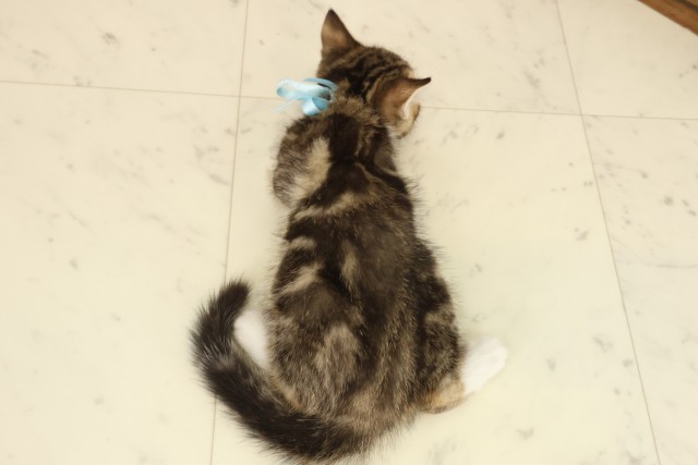 香川県のミヌエット (Coo&RIKU高松上福岡店/2025年9月10日生まれ/男の子/ブラウンタビーホワイト)の子猫の4枚目の画像