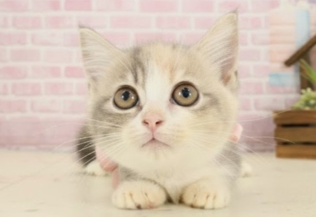 高知県のミヌエット (Coo&RIKU高知御座店/2025年9月10日生まれ/女の子/ダイリュートキャリコ)の子猫の1枚目の画像