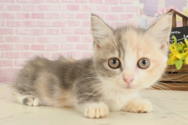 高知県のミヌエット (Coo&RIKU高知御座店/2025年9月10日生まれ/女の子/ダイリュートキャリコ)の子猫の2枚目の画像