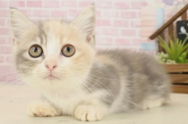 高知県のミヌエット (Coo&RIKU高知御座店/2025年9月10日生まれ/女の子/ダイリュートキャリコ)の子猫の3枚目の画像