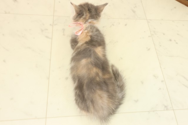 高知県のミヌエット (Coo&RIKU高知御座店/2025年9月10日生まれ/女の子/ダイリュートキャリコ)の子猫の4枚目の画像