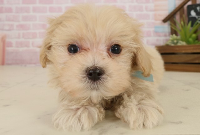 島根県のマルプー(マルチーズ×プードル) (Coo&RIKU出雲店/2025年9月26日生まれ/男の子/クリーム)の子犬の1枚目の画像