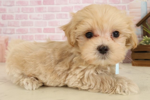 島根県のマルプー(マルチーズ×プードル) (Coo&RIKU出雲店/2025年9月26日生まれ/男の子/クリーム)の子犬の2枚目の画像