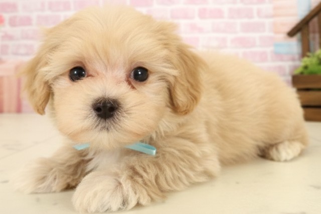 島根県のマルプー(マルチーズ×プードル) (Coo&RIKU出雲店/2025年9月26日生まれ/男の子/クリーム)の子犬の3枚目の画像