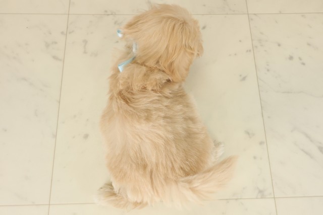 島根県のマルプー(マルチーズ×プードル) (Coo&RIKU出雲店/2025年9月26日生まれ/男の子/クリーム)の子犬の4枚目の画像