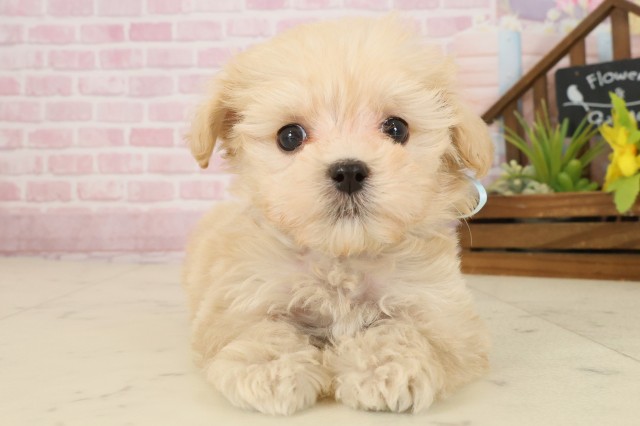 鳥取県のマルプー(マルチーズ×プードル) (Coo&RIKUラ・ムー鳥取東店/2025年9月26日生まれ/男の子/クリーム)の子犬