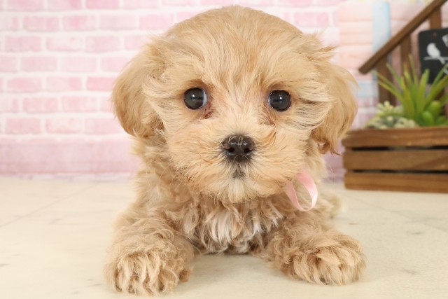鳥取県のマルプー(マルチーズ×プードル) (Coo&RIKUラ・ムー鳥取東店/2025年9月26日生まれ/女の子/クリーム)の子犬の1枚目の画像