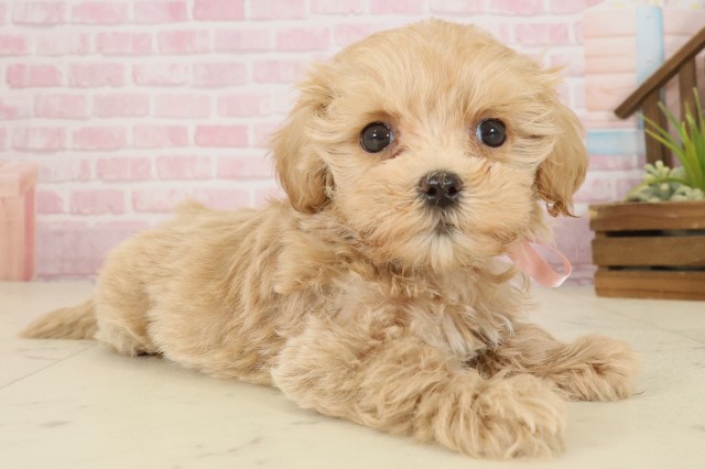 鳥取県のマルプー(マルチーズ×プードル) (Coo&RIKUラ・ムー鳥取東店/2025年9月26日生まれ/女の子/クリーム)の子犬の2枚目の画像