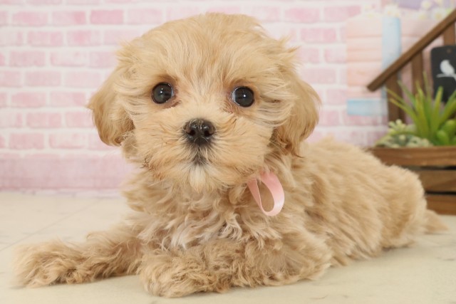 鳥取県のマルプー(マルチーズ×プードル) (Coo&RIKUラ・ムー鳥取東店/2025年9月26日生まれ/女の子/クリーム)の子犬の3枚目の画像