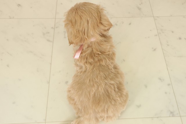 鳥取県のマルプー(マルチーズ×プードル) (Coo&RIKUラ・ムー鳥取東店/2025年9月26日生まれ/女の子/クリーム)の子犬の4枚目の画像