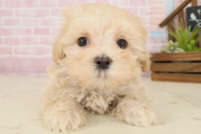 愛媛県のマルプー(マルチーズ×プードル) (Coo&RIKU愛媛松山店/2025年9月26日生まれ/女の子/クリーム)の子犬