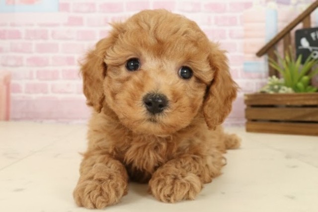 熊本県のトイプードル(トイ) (Coo&RIKUイオンモール宇城店/2025年9月27日生まれ/男の子/アプリコット)の子犬の1枚目の画像
