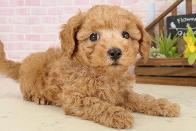 熊本県のトイプードル(トイ) (Coo&RIKUイオンモール宇城店/2025年9月27日生まれ/男の子/アプリコット)の子犬の2枚目の画像