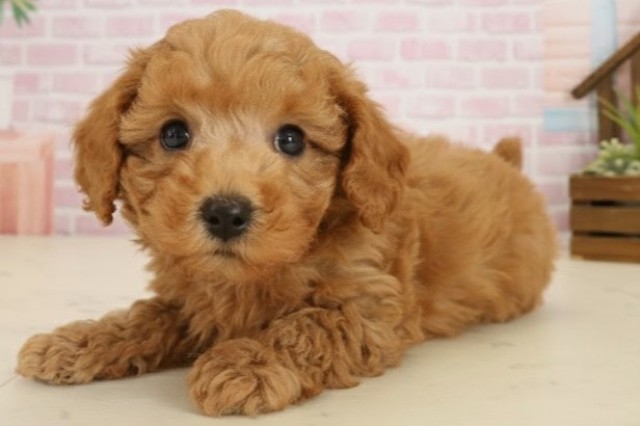 熊本県のトイプードル(トイ) (Coo&RIKUイオンモール宇城店/2025年9月27日生まれ/男の子/アプリコット)の子犬の3枚目の画像