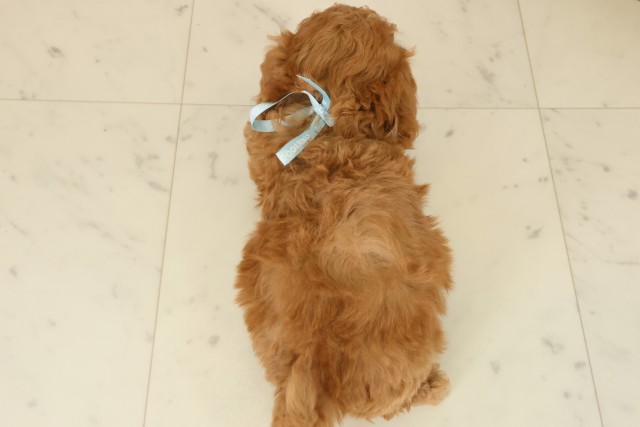 熊本県のトイプードル(トイ) (Coo&RIKUイオンモール宇城店/2025年9月27日生まれ/男の子/アプリコット)の子犬の4枚目の画像