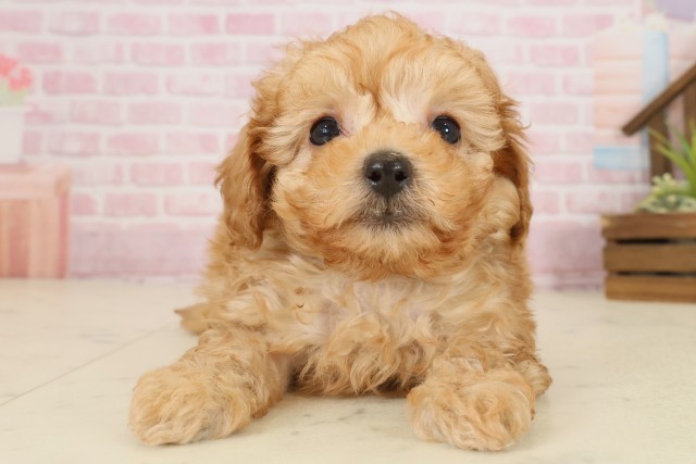 福岡県のトイプードル(トイ) (Coo&RIKU行橋店/2025年9月27日生まれ/男の子/アプリコット)の子犬の1枚目の画像