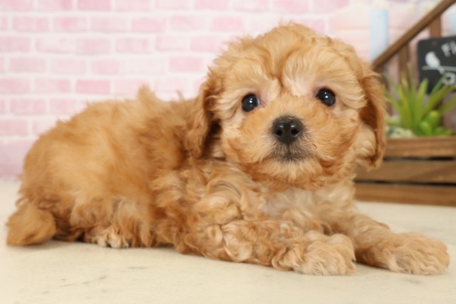 福岡県のトイプードル(トイ) (Coo&RIKU行橋店/2025年9月27日生まれ/男の子/アプリコット)の子犬の2枚目の画像
